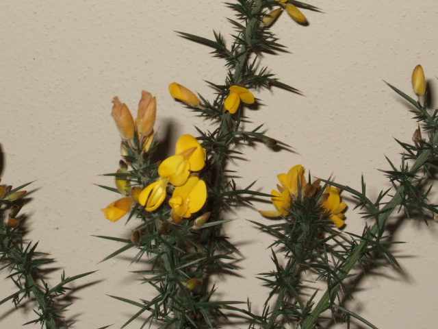 Ulex europaeus / Ginestrone