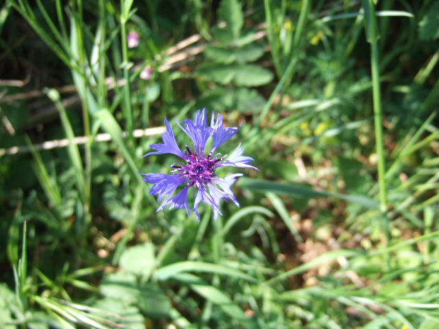 Centaurea cyanus / Fiordaliso vero