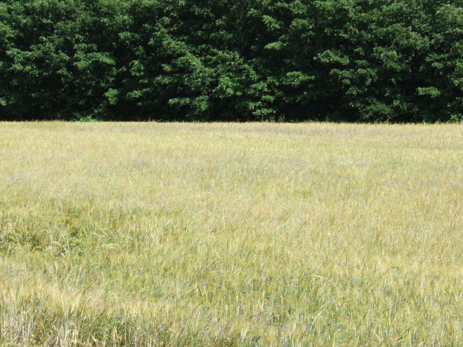 Centaurea cyanus / Fiordaliso vero