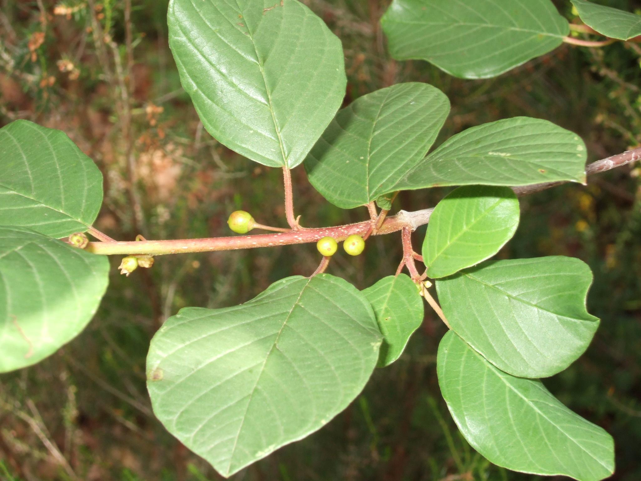 Frangula alnus / Frangola comune