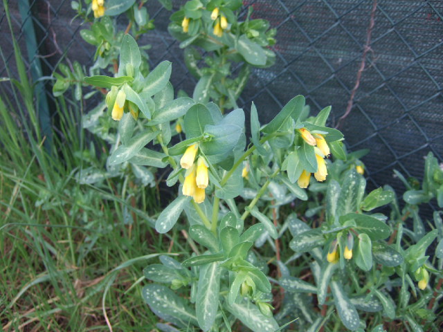 Cerinthe major / Erba-vajola maggiore