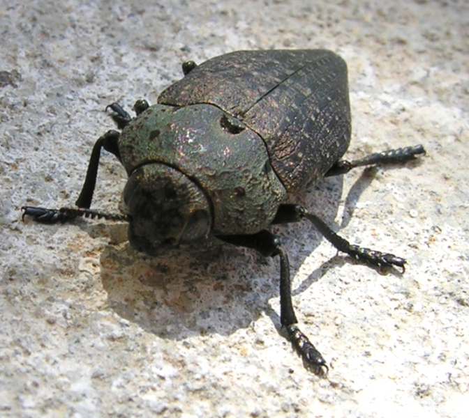 Capnodis tenebricosa (Coleoptera, Buprestidae)