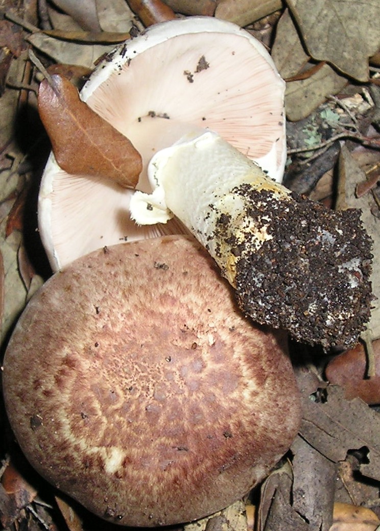 Agaricus porphyrizon