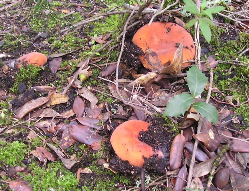 Russula?