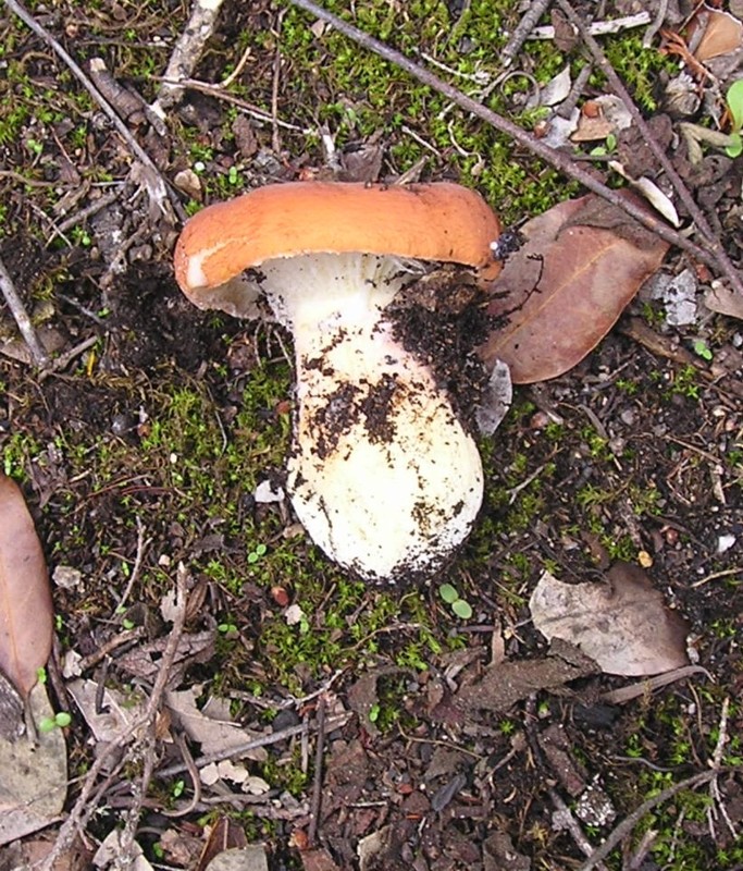 Russula?