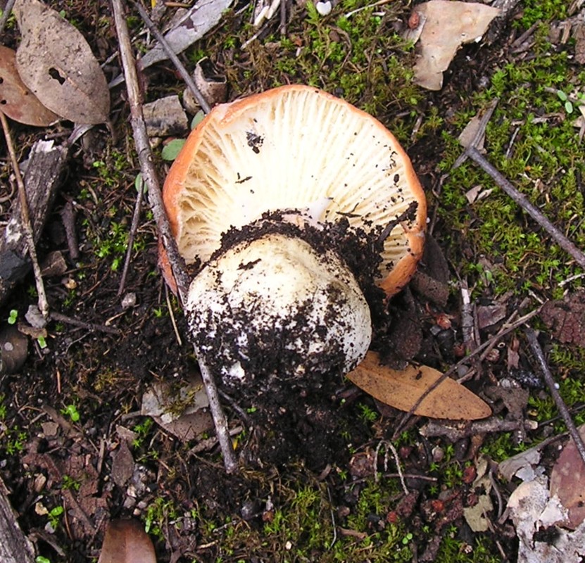 Russula?