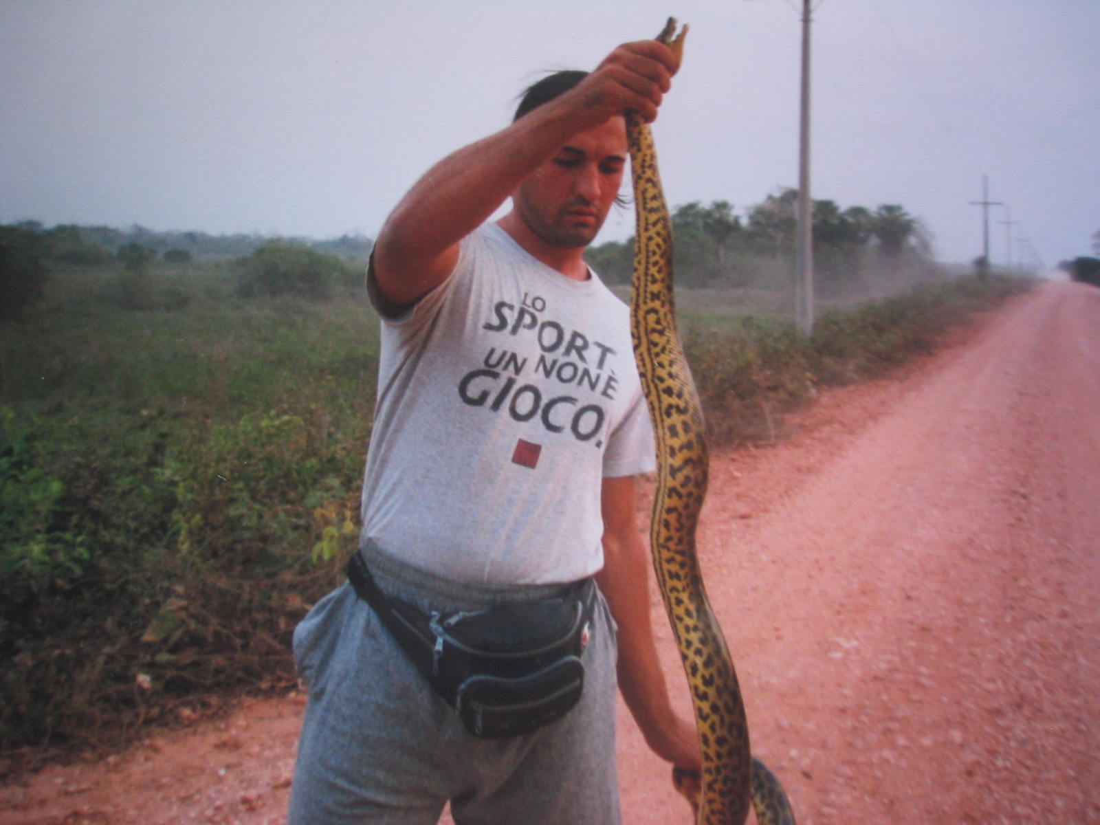 anaconda gialla