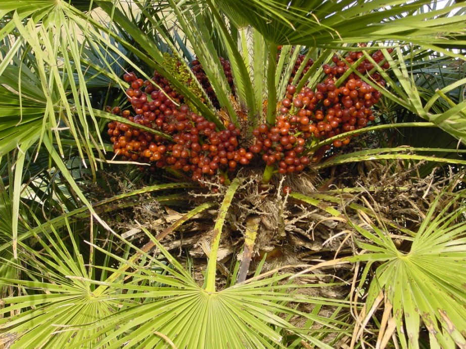Chamaerops humilis / Palma nana mediterranea