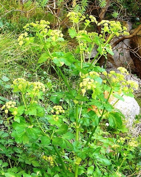 Smyrnium olusatrum / Corinoli comune, Macerone