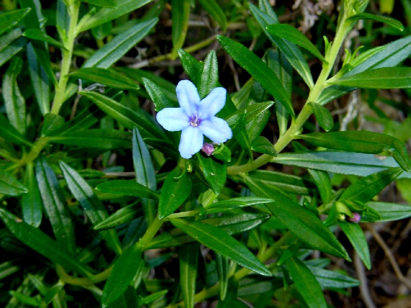 Lithodora rosmarinifolia / Erba perla mediterranea