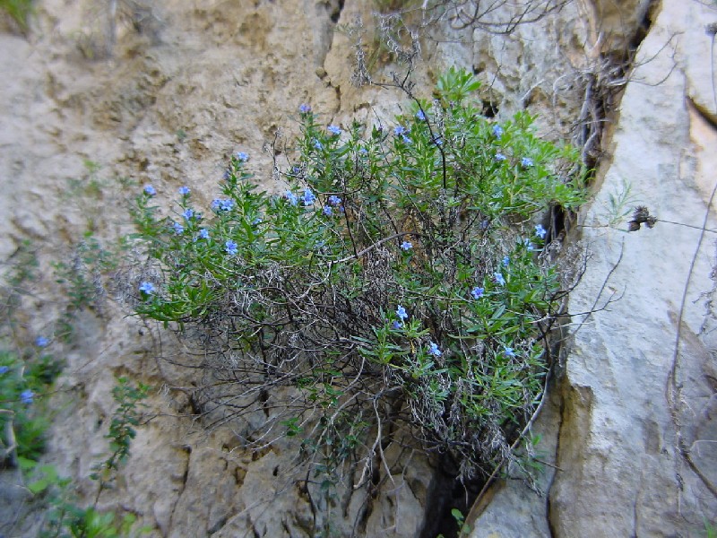 Lithodora rosmarinifolia / Erba perla mediterranea