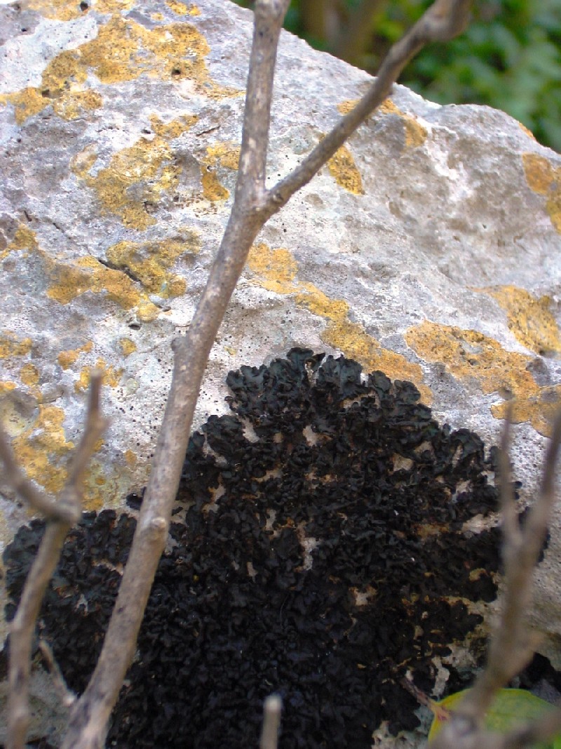 Collema sp.