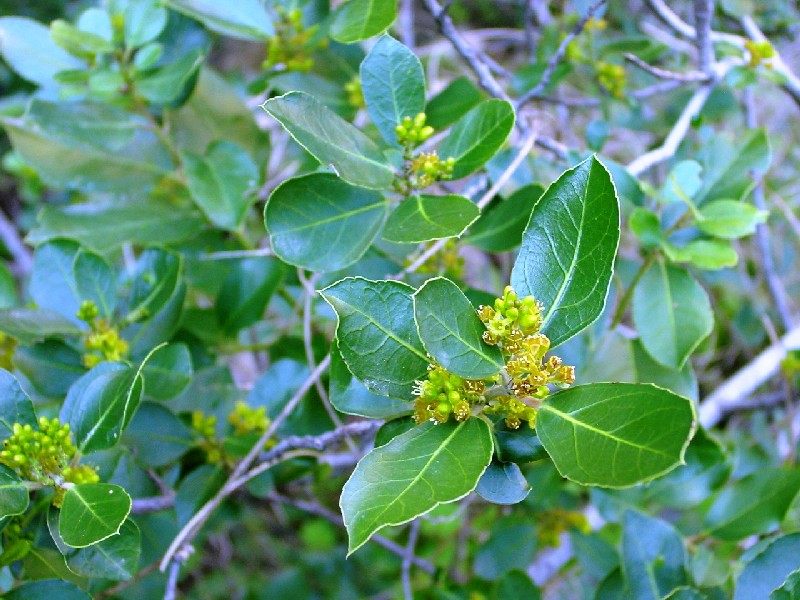 Rhamnus alaternus / Ranno lanterno, Alaterno