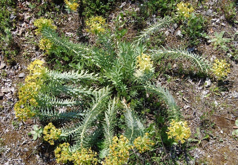 Euphorbia rigida