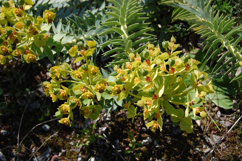 Euphorbia rigida