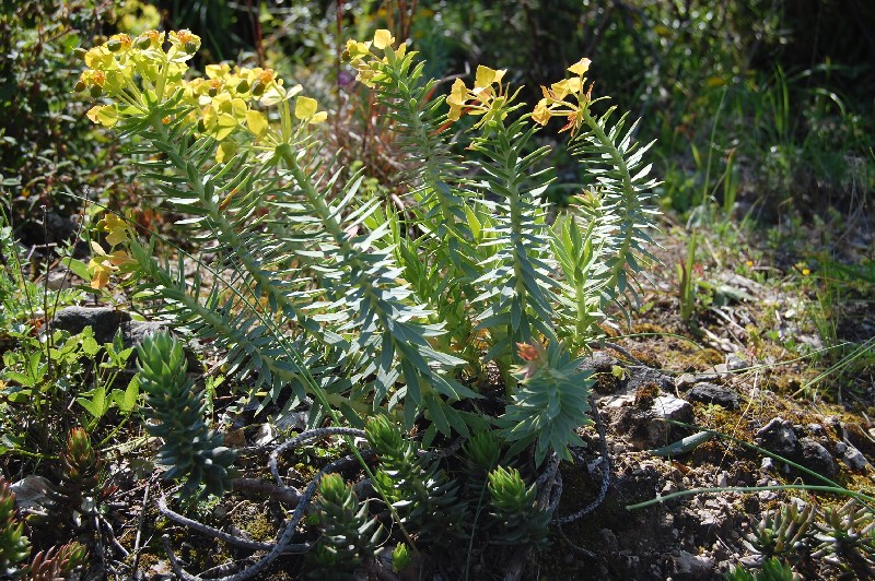 Euphorbia rigida