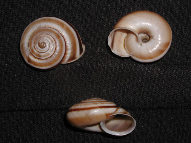 Chilostoma (Chilostoma) cingulatum apuanum (Issel, 1866)