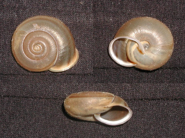 Chilostoma (Faustina) lefeburianum (Frussac, 1822)