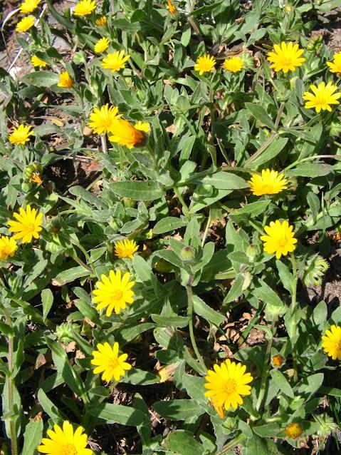 da Caltavuturo - Silybum marianum e Calendula arvensis