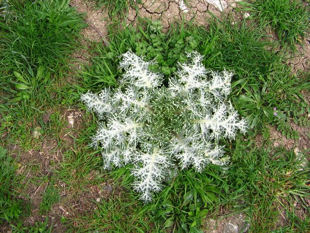 da Caltavuturo - Silybum marianum e Calendula arvensis