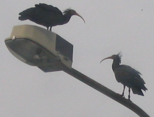 Ibis eremita! Geronticus eremita