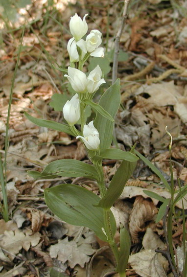 Cephalanthera damasonium