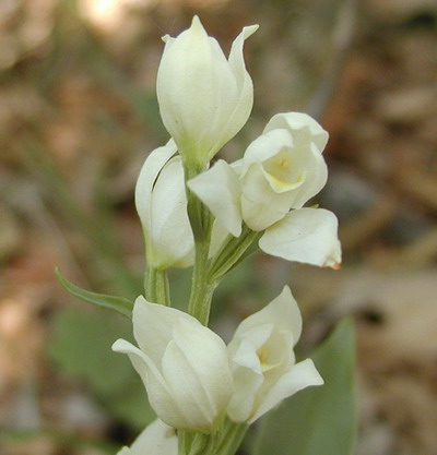 Cephalanthera damasonium