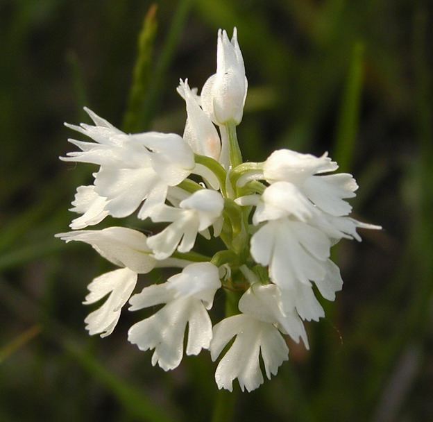 Orchis tridentata (Apocromia di ...)