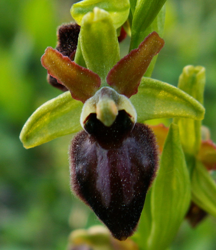 Ophrys sphegodes