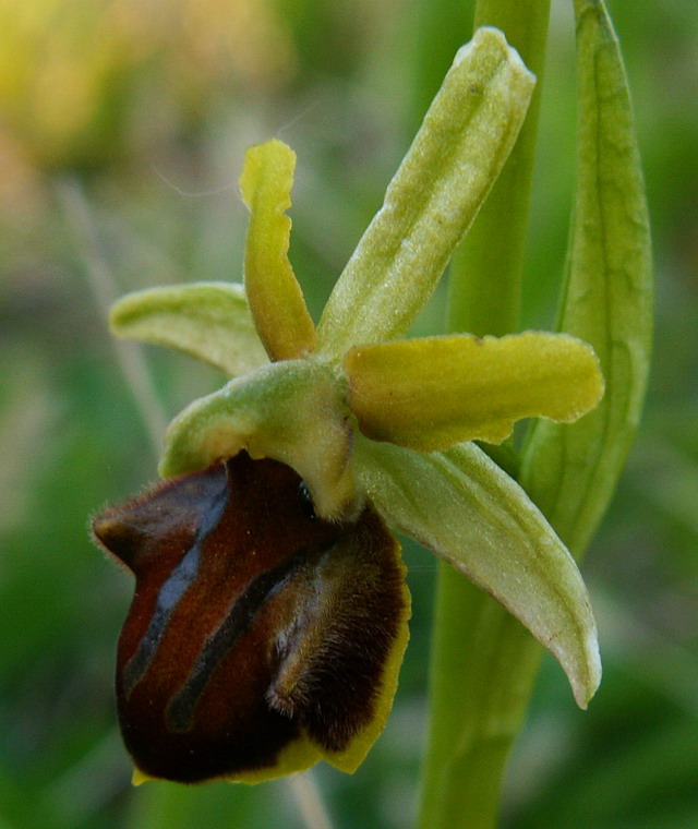 Ophrys sphegodes