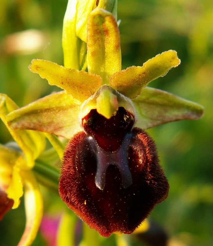 Ophrys sphegodes