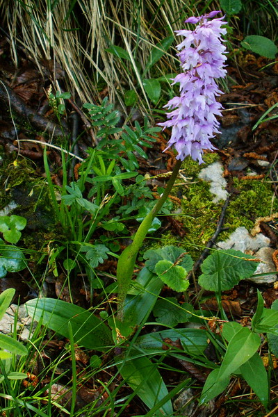 Orchis mascula