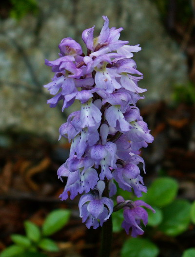 Orchis mascula