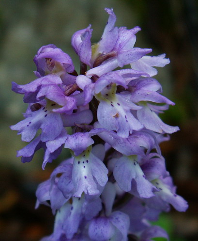 Orchis mascula