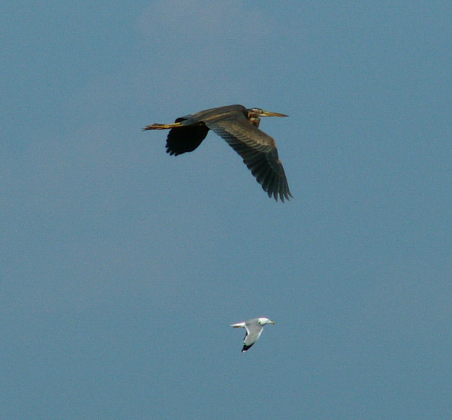 Airone rosso in volo