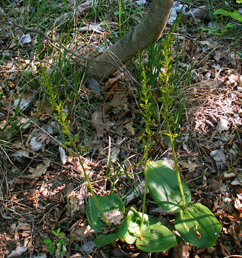 Neottia ovata