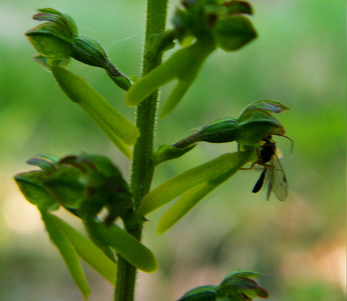 Neottia ovata