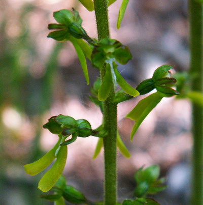 Neottia ovata