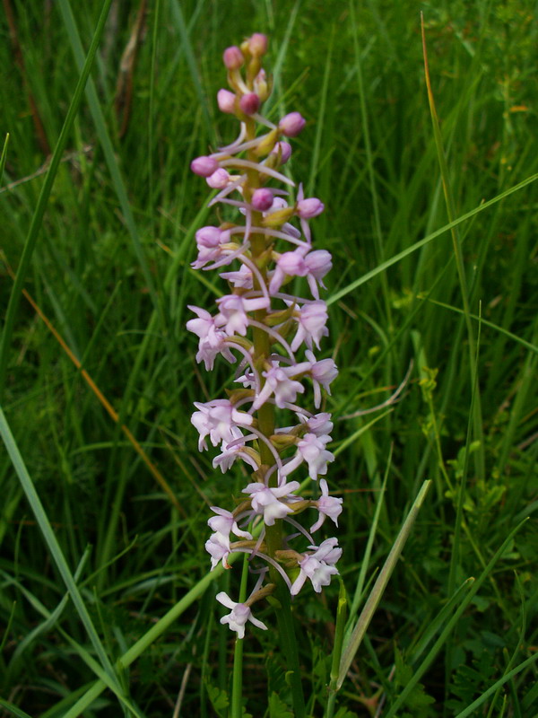 Ophrys fuciflora Gymnadenia conopsea Anacamptis pyramidalis