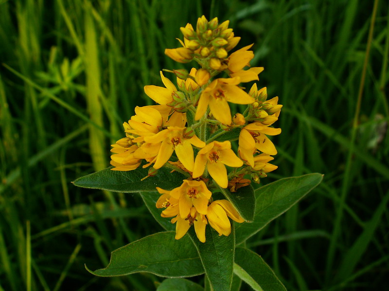 Lysimachia vulgaris / Mazza d''oro comune