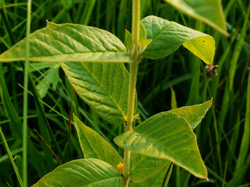 Lysimachia vulgaris / Mazza d''oro comune