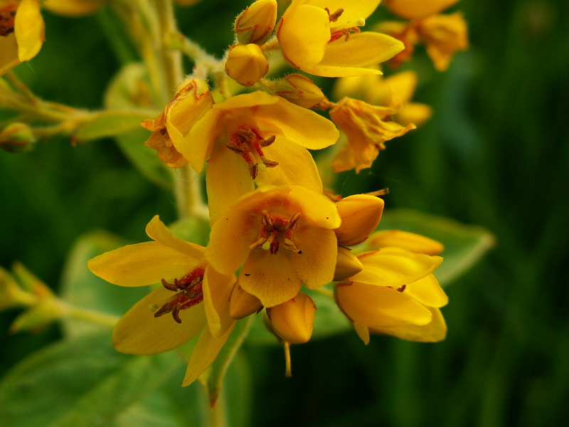 Lysimachia vulgaris / Mazza d''oro comune