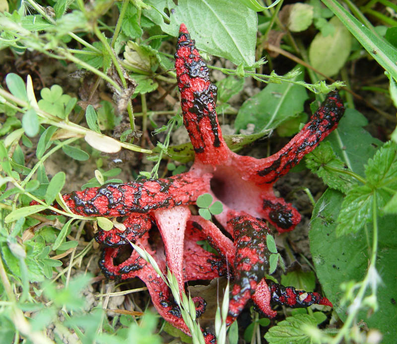 Clathrus archeri