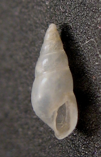 Odostomia angusta?