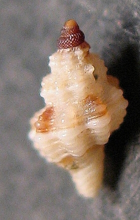 Pleurotomella demosia