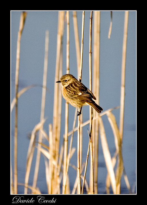 Saltimpalo Saxicola rubicola