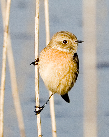 Saltimpalo Saxicola rubicola