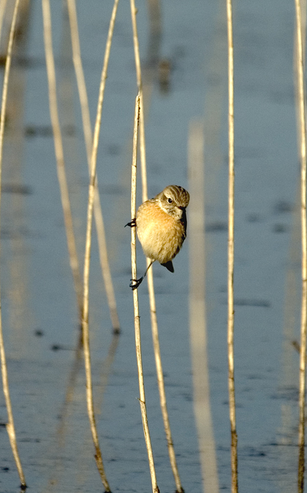 Saltimpalo Saxicola rubicola