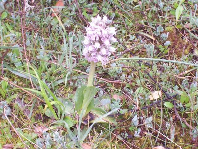 Neotinea lactea / Orchidea lattea