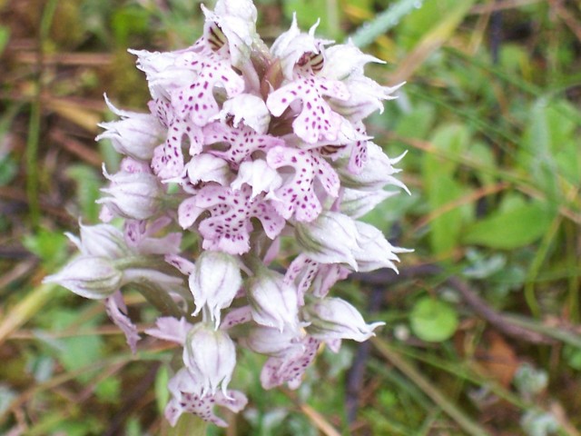 Neotinea lactea / Orchidea lattea